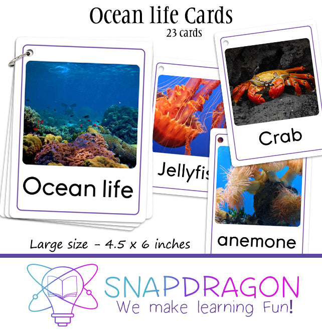 Ocean Life Cards